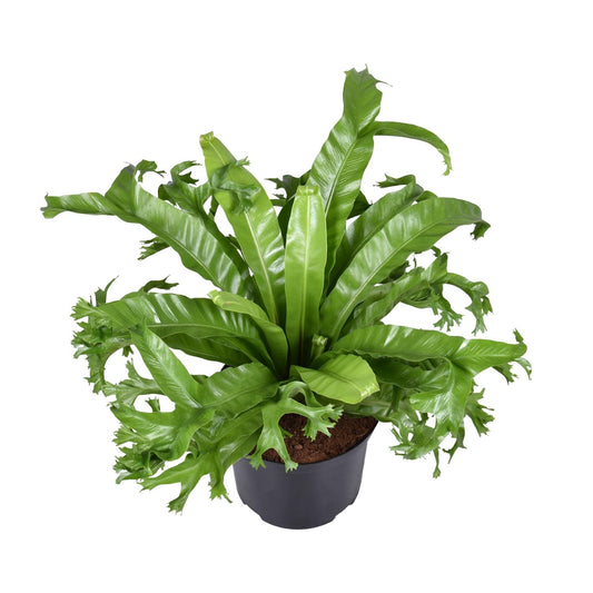 Asplenium Nidus Crissie – Pflegeleichter Vogelnestfarn Ø23cm