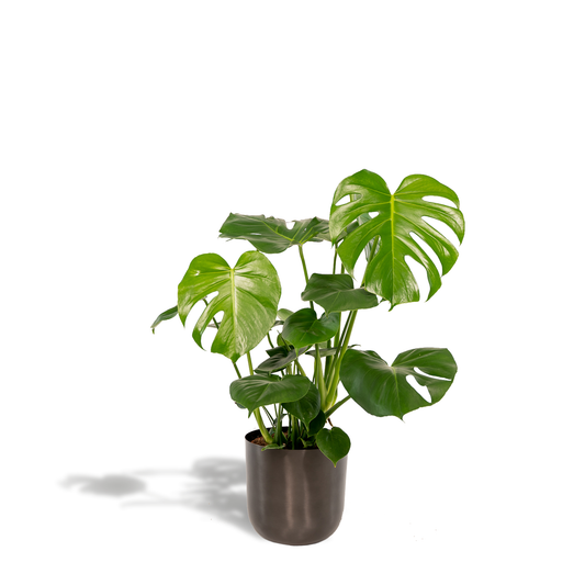 Monstera Deliciosa – Trendiges Fensterblatt Ø21cm, 80cm hoch