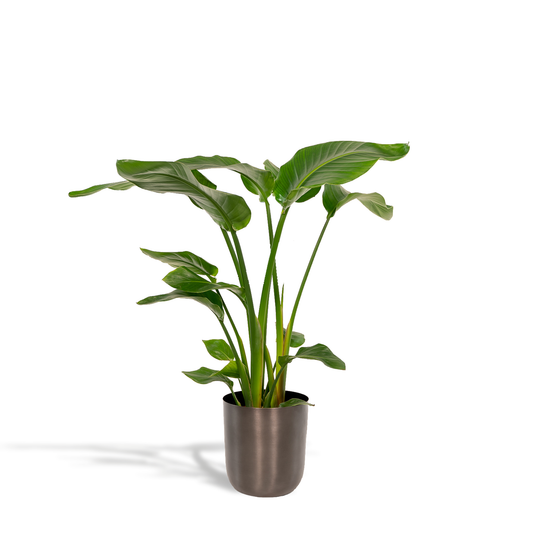 Strelitzia Nicolai Ø19cm - Baumstrelitzie mit Topf Mayk Lead