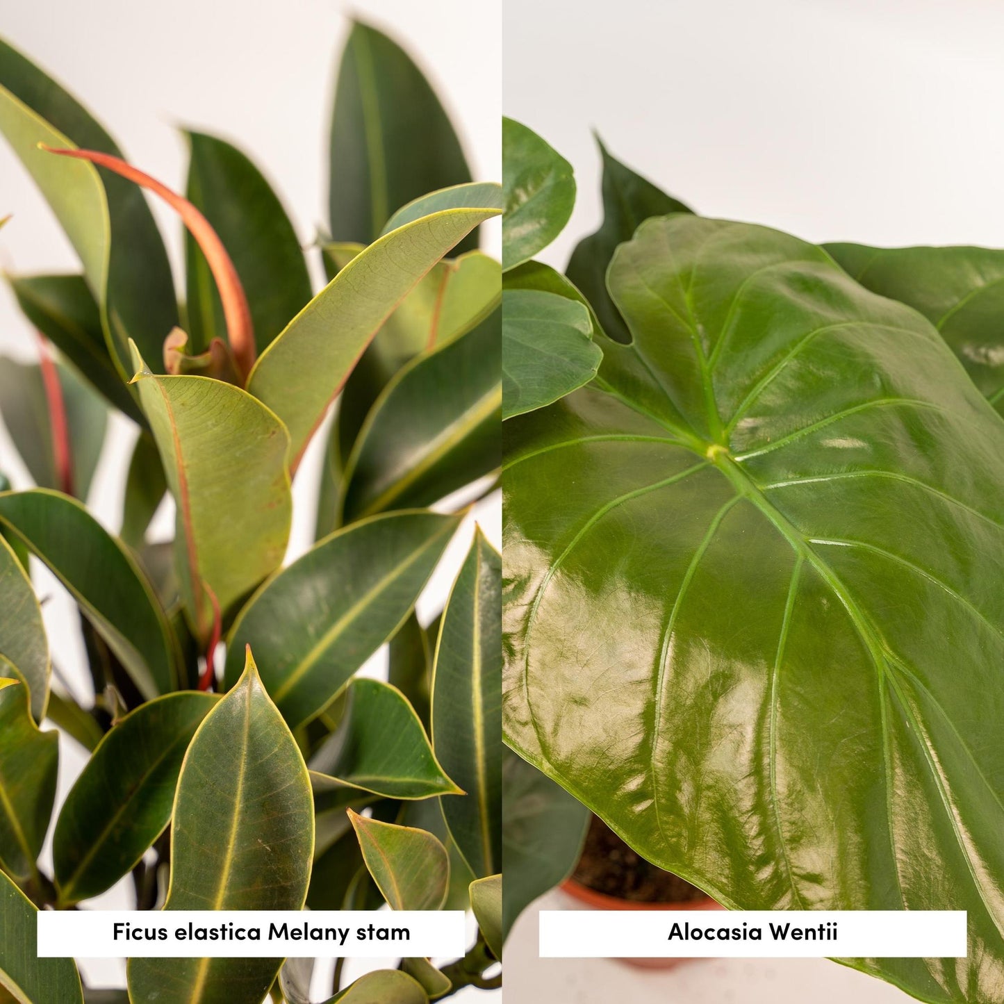 Ficus Elastica Melany & Alocasia Wentii im Korb Ø21cm/Ø19cm