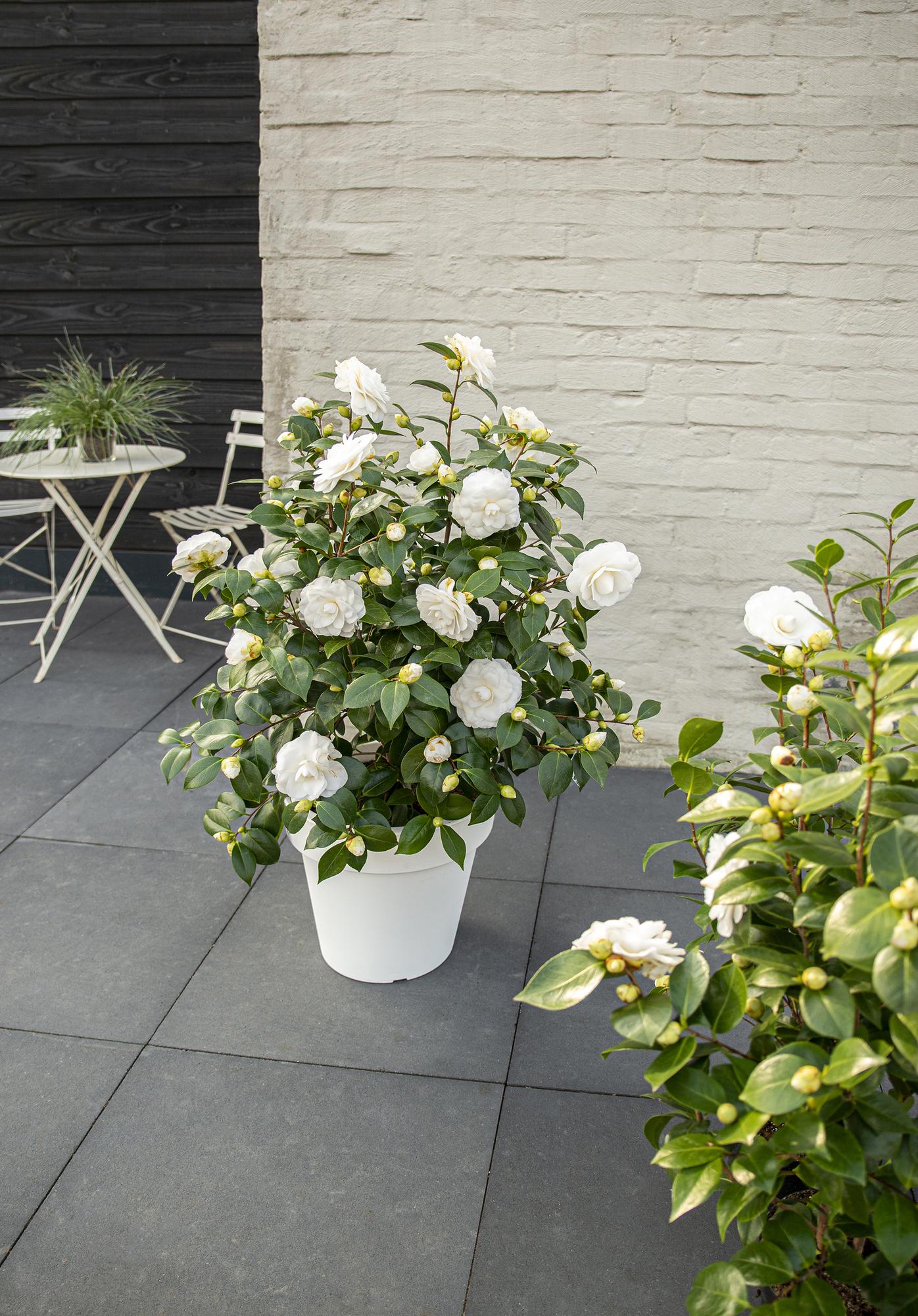 Camellia japonica 'Nuccio's Gem' – Immergrüner Strauch Ø19cm