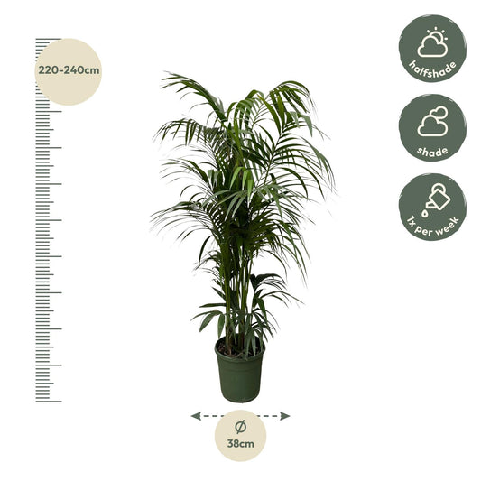Kentia Palme – 220 cm – Elegante XXL Zimmerpflanze