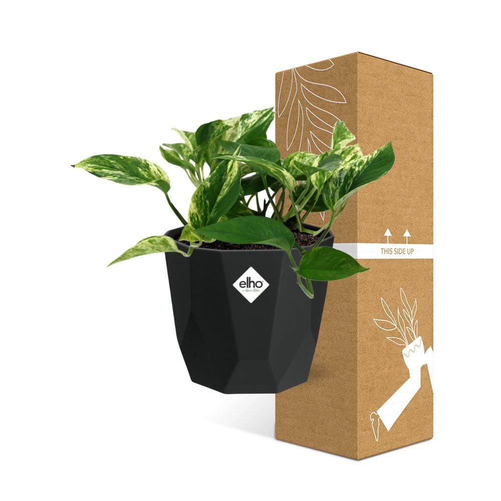 Scindapsus Marble Queen – Pflegeleichte Efeutute in 14cm Topf
