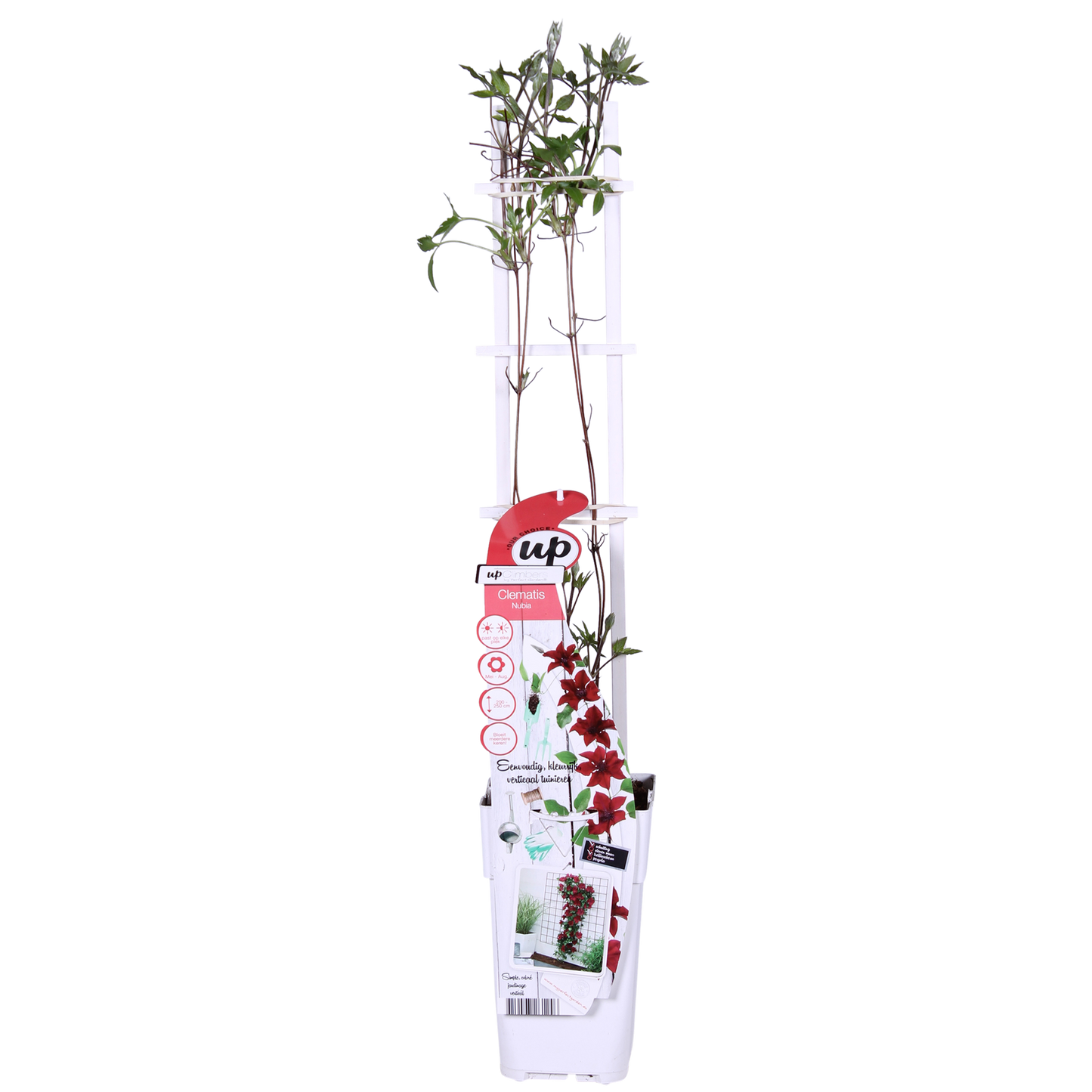 Clematis Nubia – Rote Blütenpracht für Sommer und Herbst