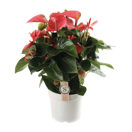 Anthurium Pink Champion – Tropische Eleganz Ø21cm, 65cm hoch