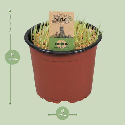 Katzen-Gras PetPlant Ø12cm – Gesund & Pflegeleicht