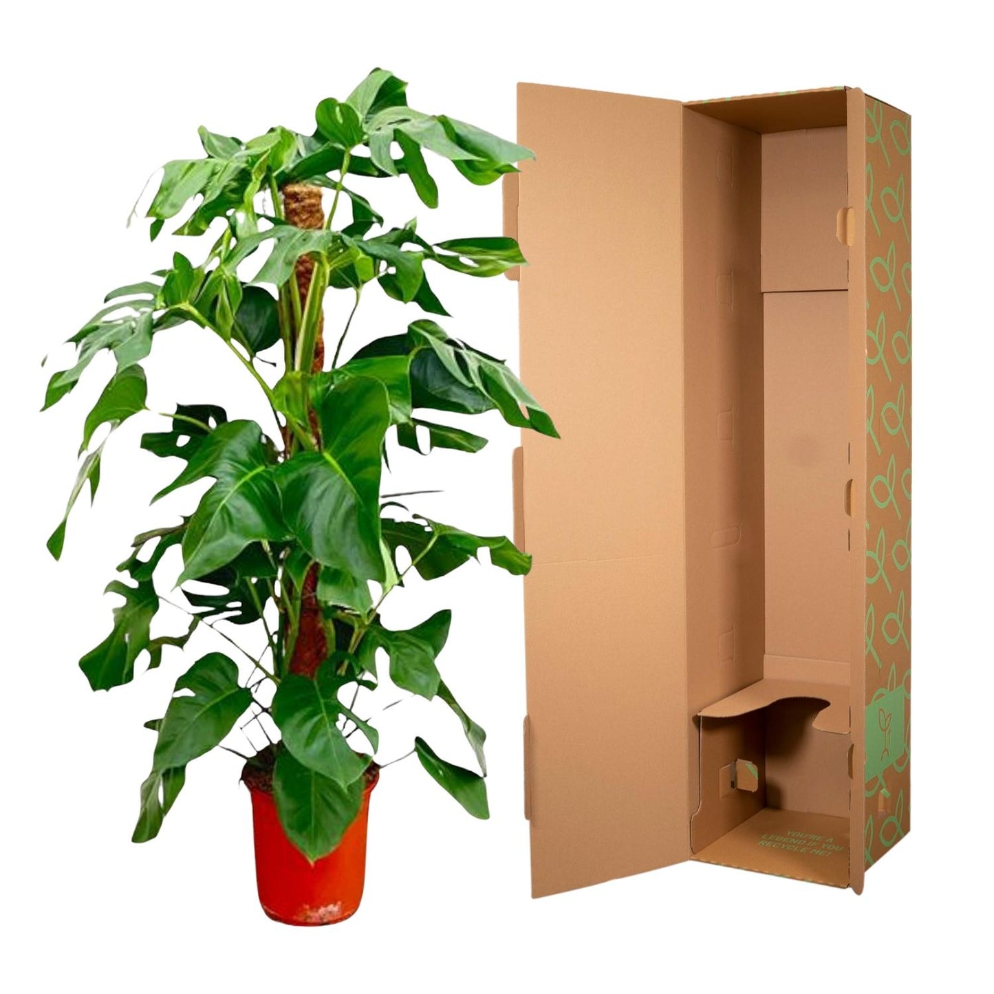 Monstera Pertusum – Große, pflegeleichte Zimmerpflanze 130 cm