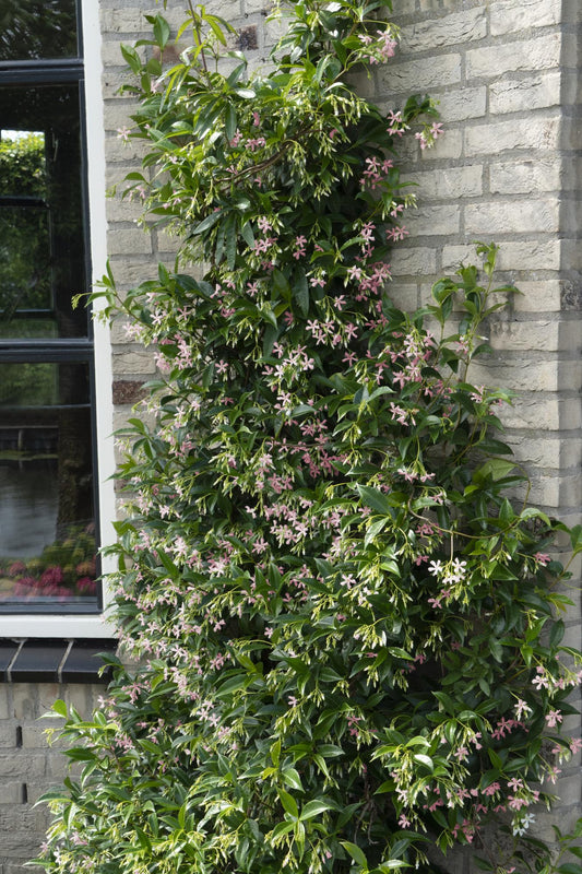 3er-Set Trachelospermum Mix – Pflegeleichte Kletterpflanzen Ø15cm