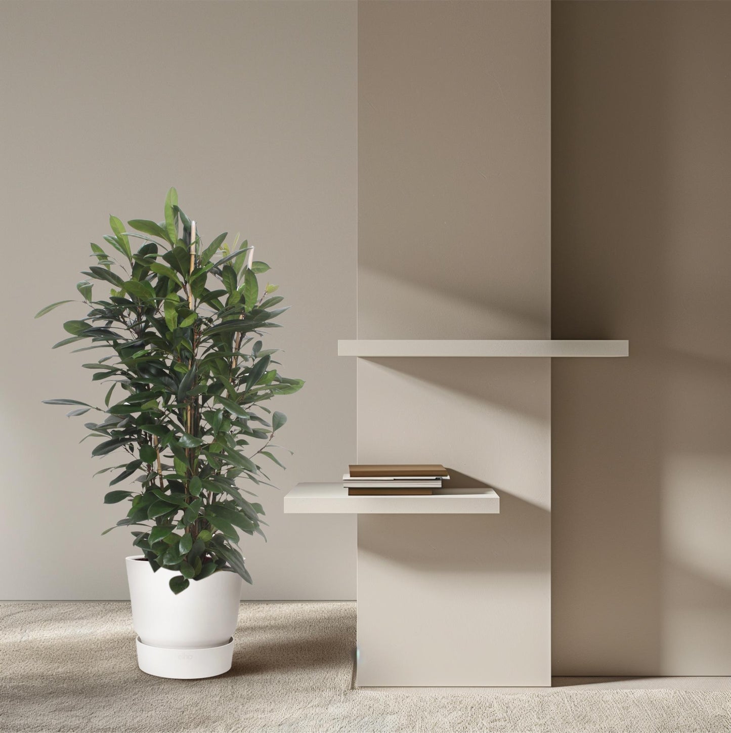 Ficus Cyathistipula – Exotische XXL Zimmerpflanze 180 cm