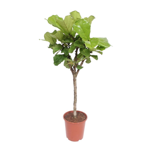 Ficus Lyrata – Eleganter Geigenfeigenbaum Ø27cm, 120cm hoch