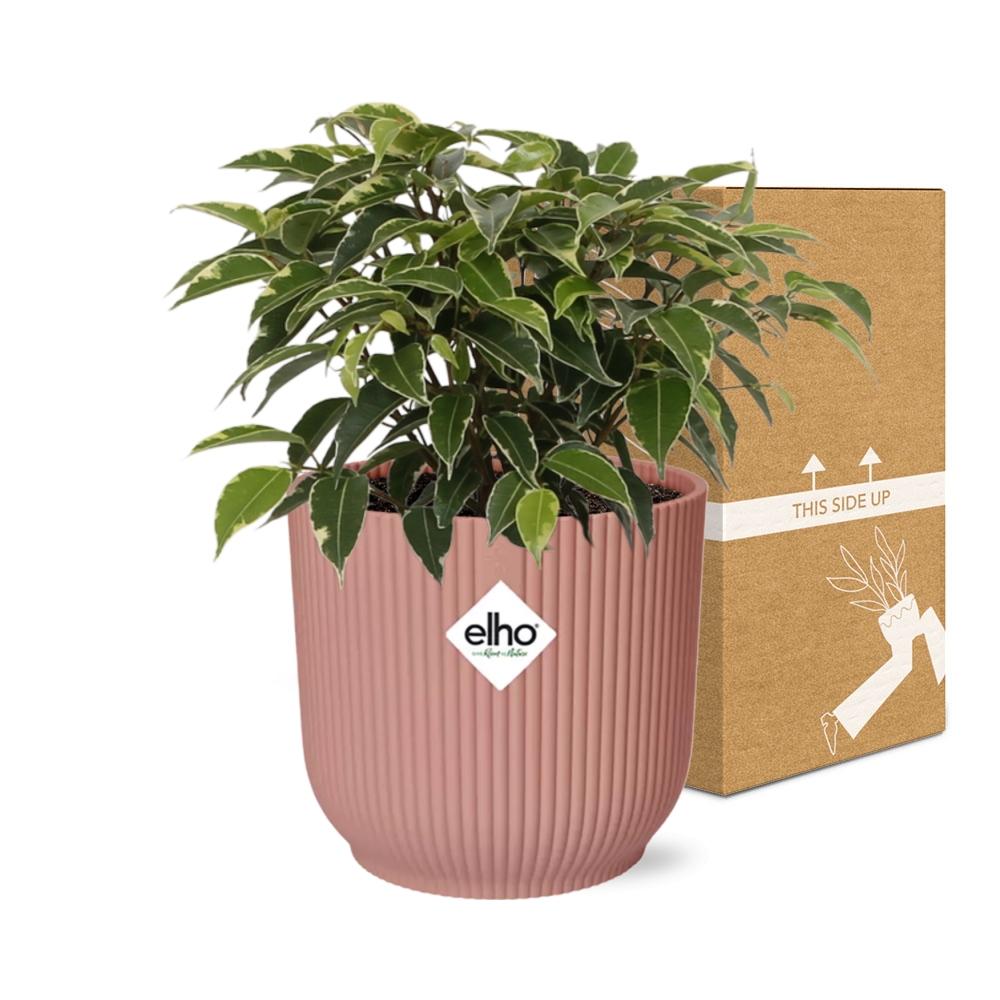 Ficus Benjamina Kinky im ELHO Vibes Fold 14cm Topf rosa