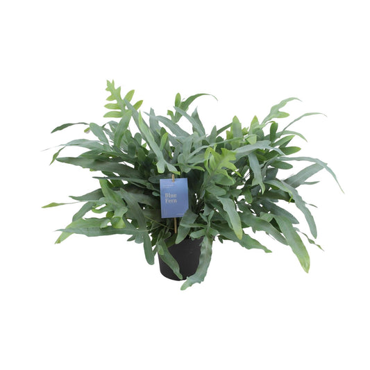 Phlebodium Aureum Blue Star - Pflegeleichter Blattschmuck Ø17cm