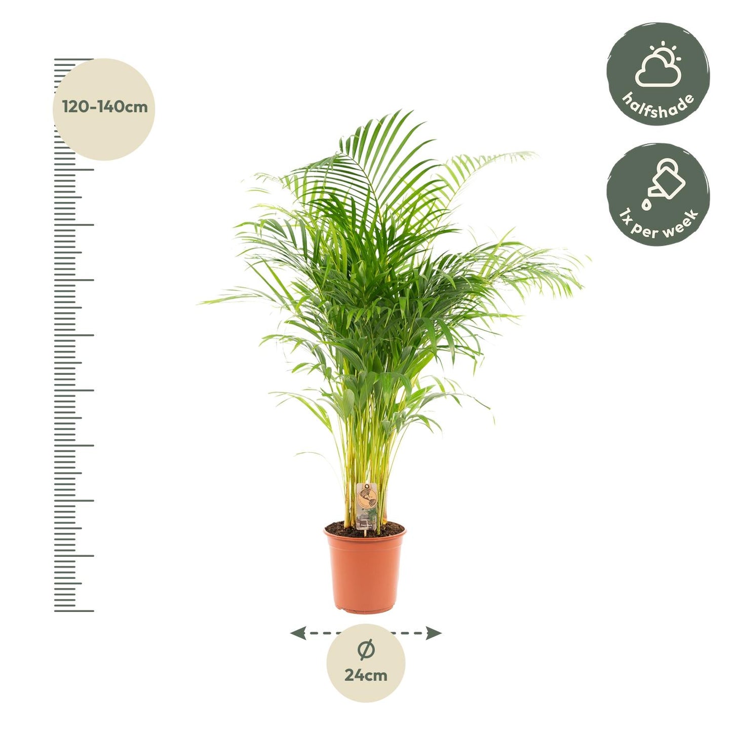 Areca-Palme Ø21cm – Luftreinigende Goldfruchtpalme bis 130cm