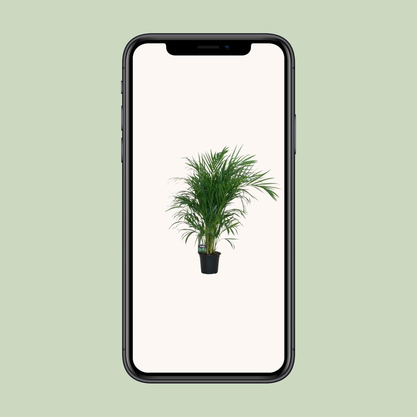 Dypsis Lutescens Bambuspalme 100 cm Ø19 cm
