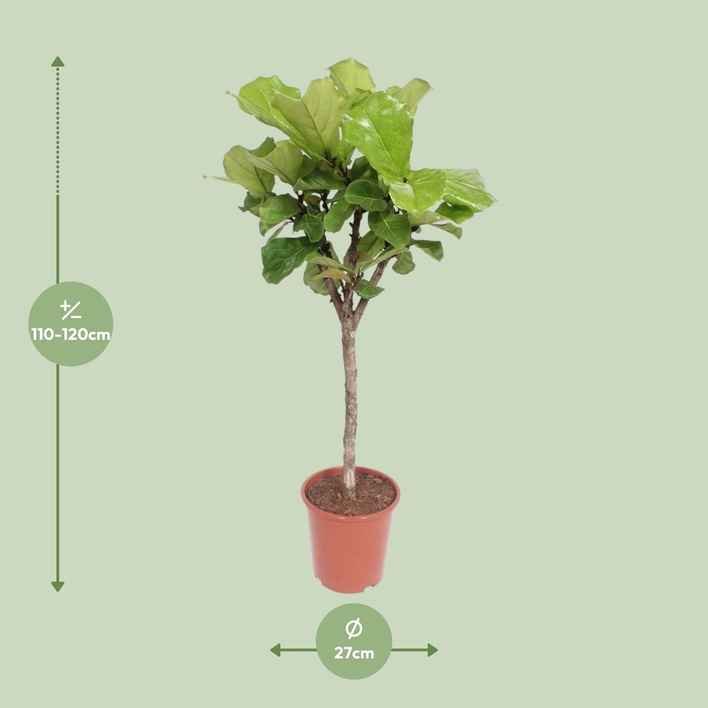 Ficus Lyrata – Eleganter Geigenfeigenbaum Ø27cm, 120cm hoch