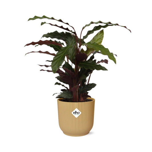 Calathea Rufibarba ‘Tropistar’ im ELHO Vibes Fold 14cm Topf