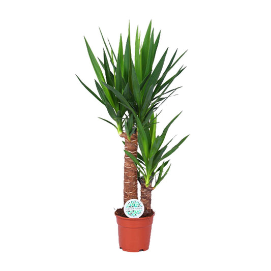 Yucca – Pflegeleichte und luftreinigende Zimmerpflanze Ø17cm