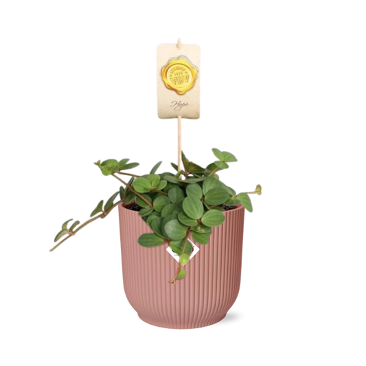 Peperomia ‘Hope’ im ELHO Vibes Fold Topf 14cm rosa