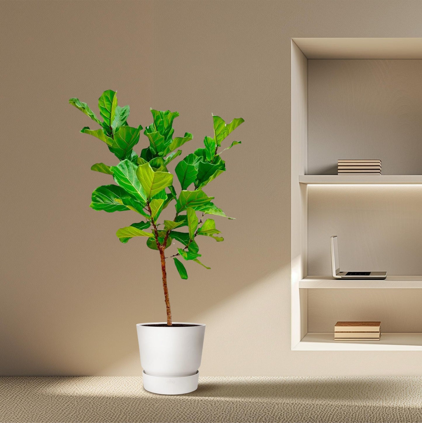 Ficus Lyrata Stamm – 170 cm – Ø 30 cm