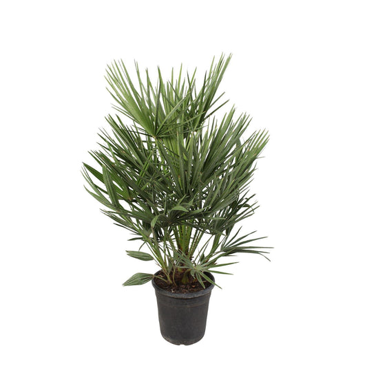 Chamaerops Humilis - Pflegeleichte Zwergpalme 100 cm