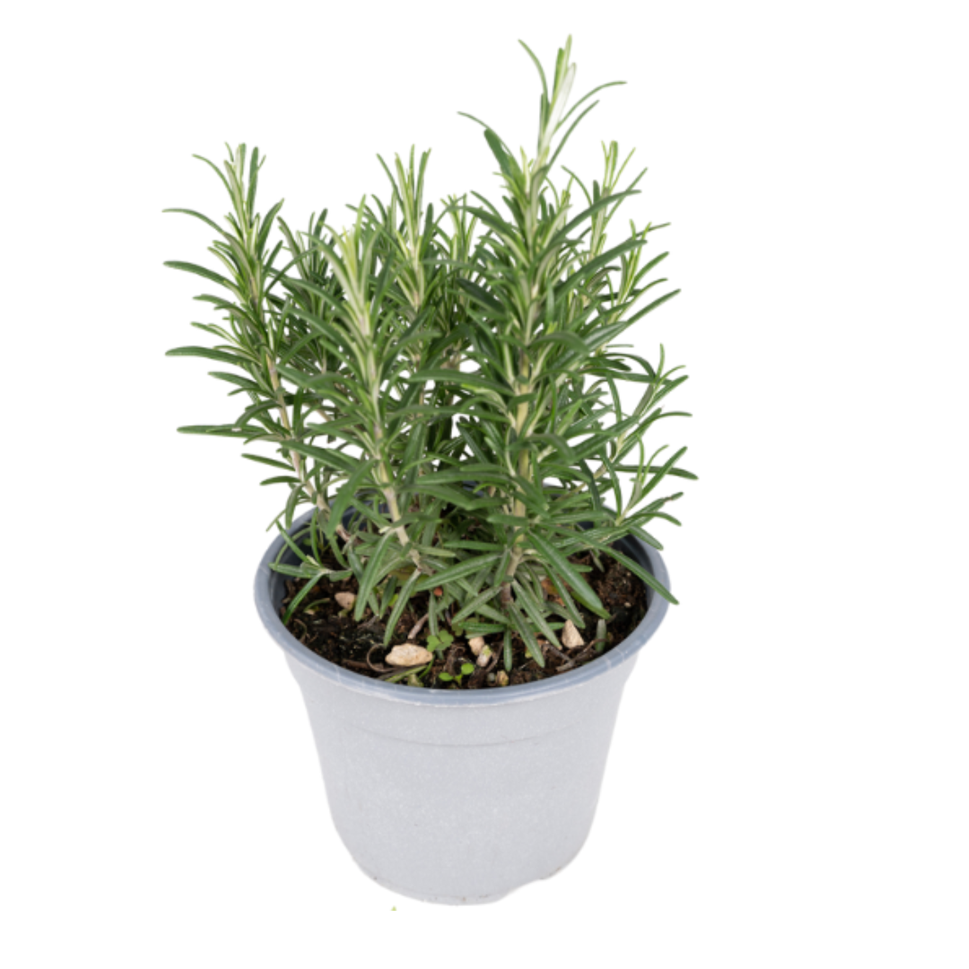 Pflegeleichte Gartenkräuter Mischung im 14 cm Topf