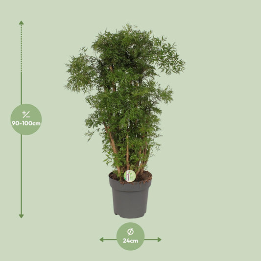 Polyscias Hawaiian – Exotische XXL Zimmerpflanze Ø24cm, 95cm hoch