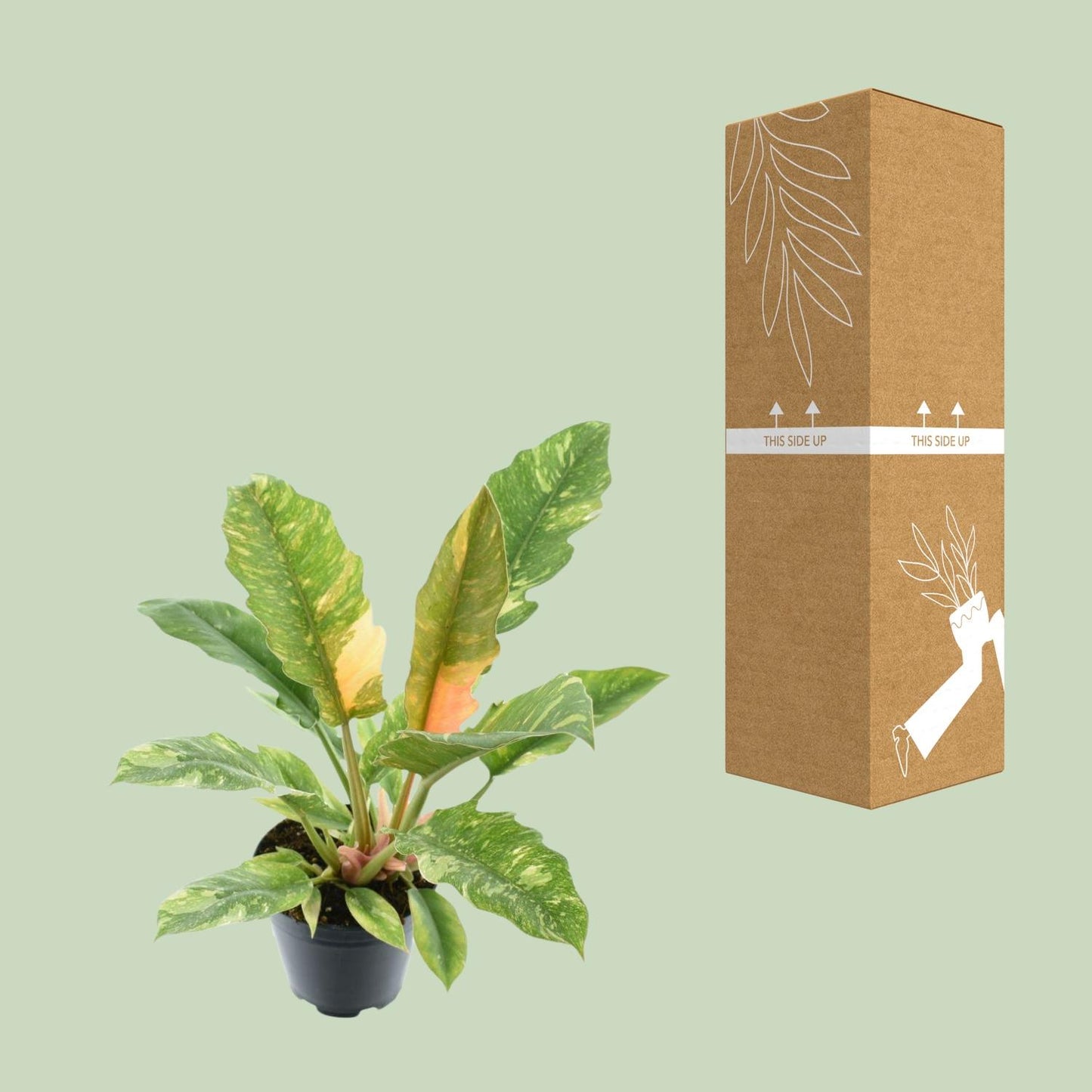 Philodendron Narrow 'Ring Of Fire' – Pflegeleichte Zimmerpflanze Ø14cm