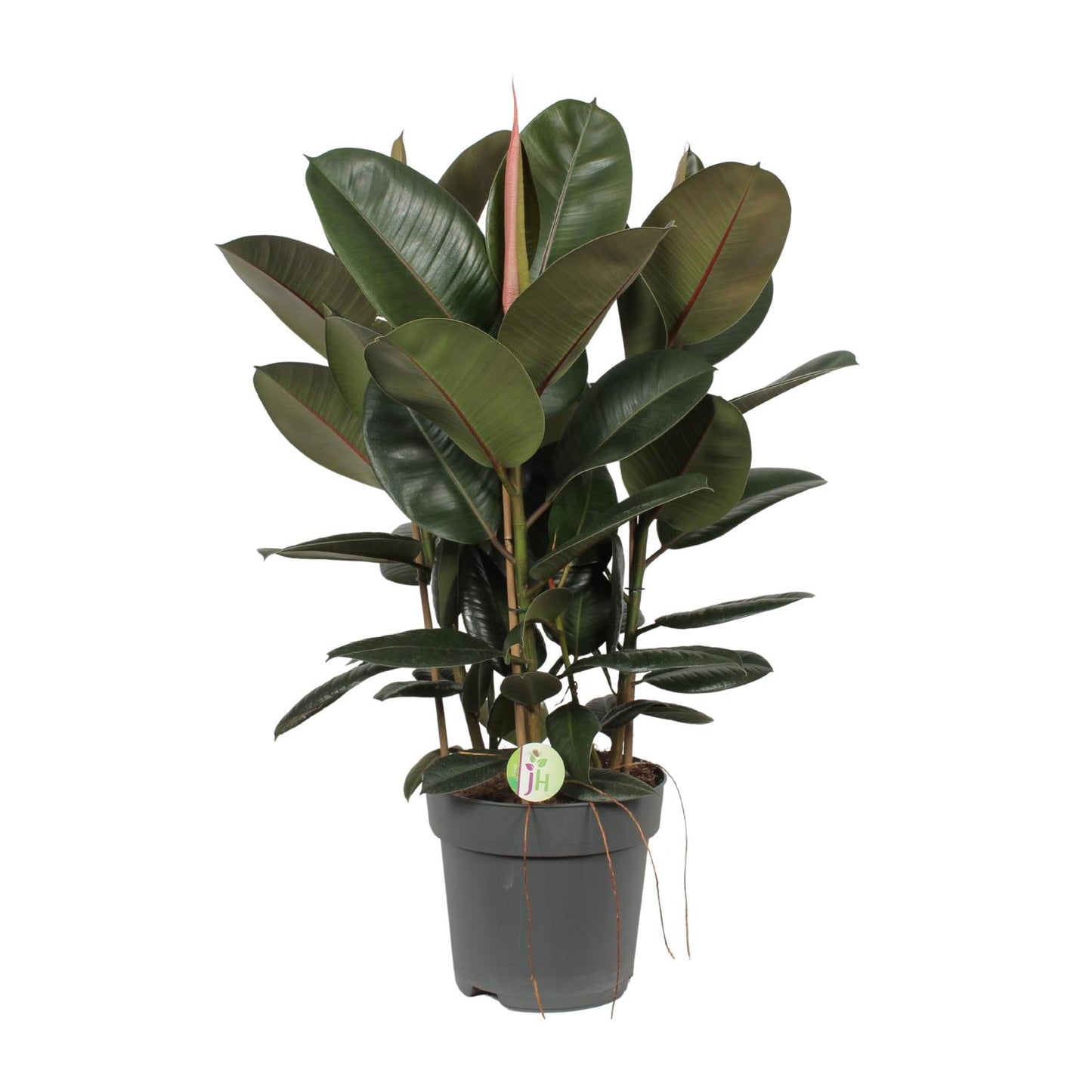 Ficus Robusta – Pflegeleichte XXL-Zimmerpflanze Ø27 cm
