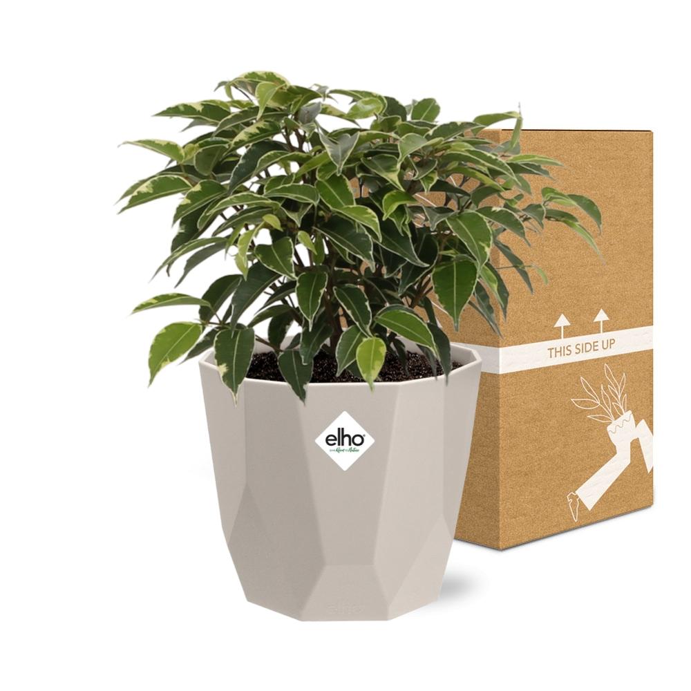 Ficus Benjamina Kinky im ELHO b.for rock Topf 14 cm warm grey