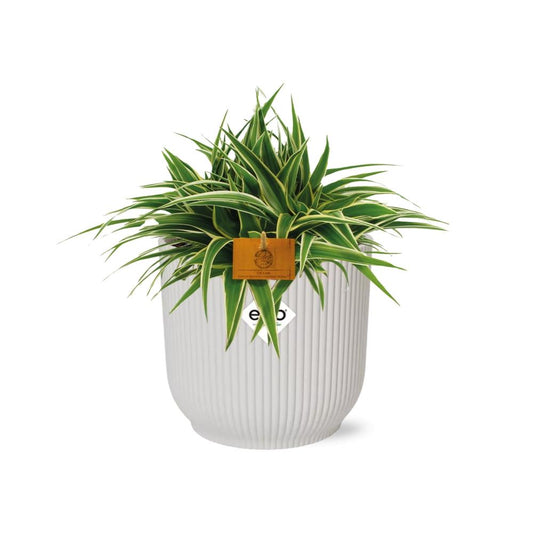 Chlorophytum Ocean 15cm in ELHO Vibes Fold weiß