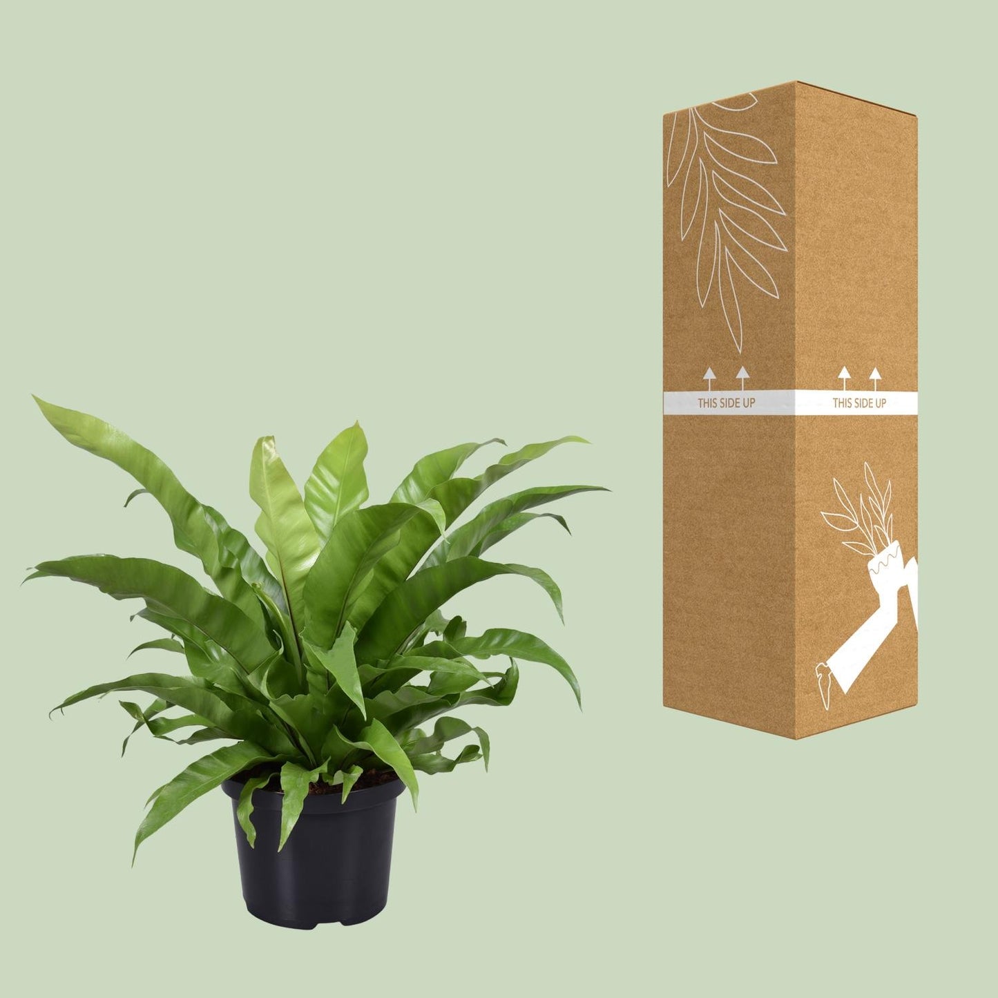 Asplenium Antiquum – Pflegeleichter Zimmerfarn Ø23cm, 60cm hoch