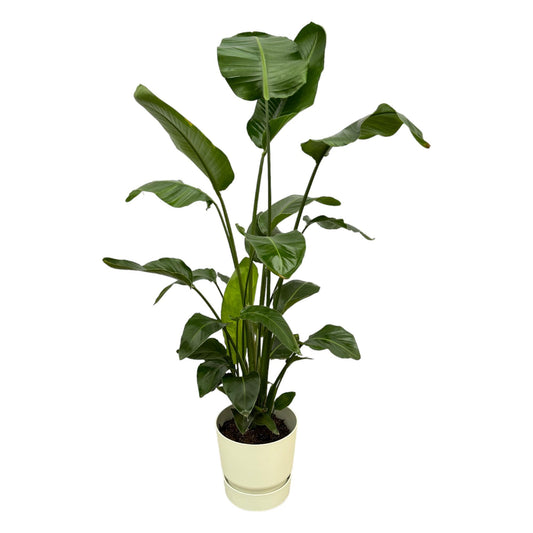 Strelitzia Nicolai mit elho Greenville Round Topf – 160 cm
