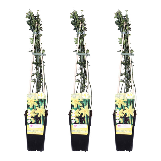Jasminum nudiflorum – Winterblühende Kletterpflanze Ø15cm