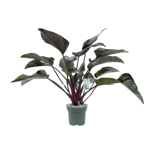 Philodendron Red Beauty – Pflegeleichte XXL-Zimmerpflanze