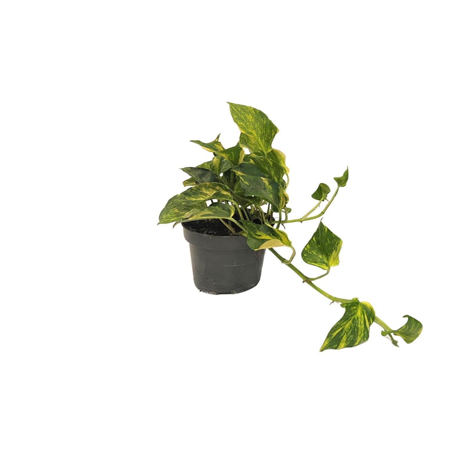 Scindapsus Epipremnum N'joy Gold - Ø12cm Topf - 25cm Höhe