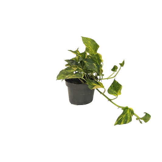 Scindapsus Epipremnum N'joy Gold - Ø12cm Topf - 25cm Höhe