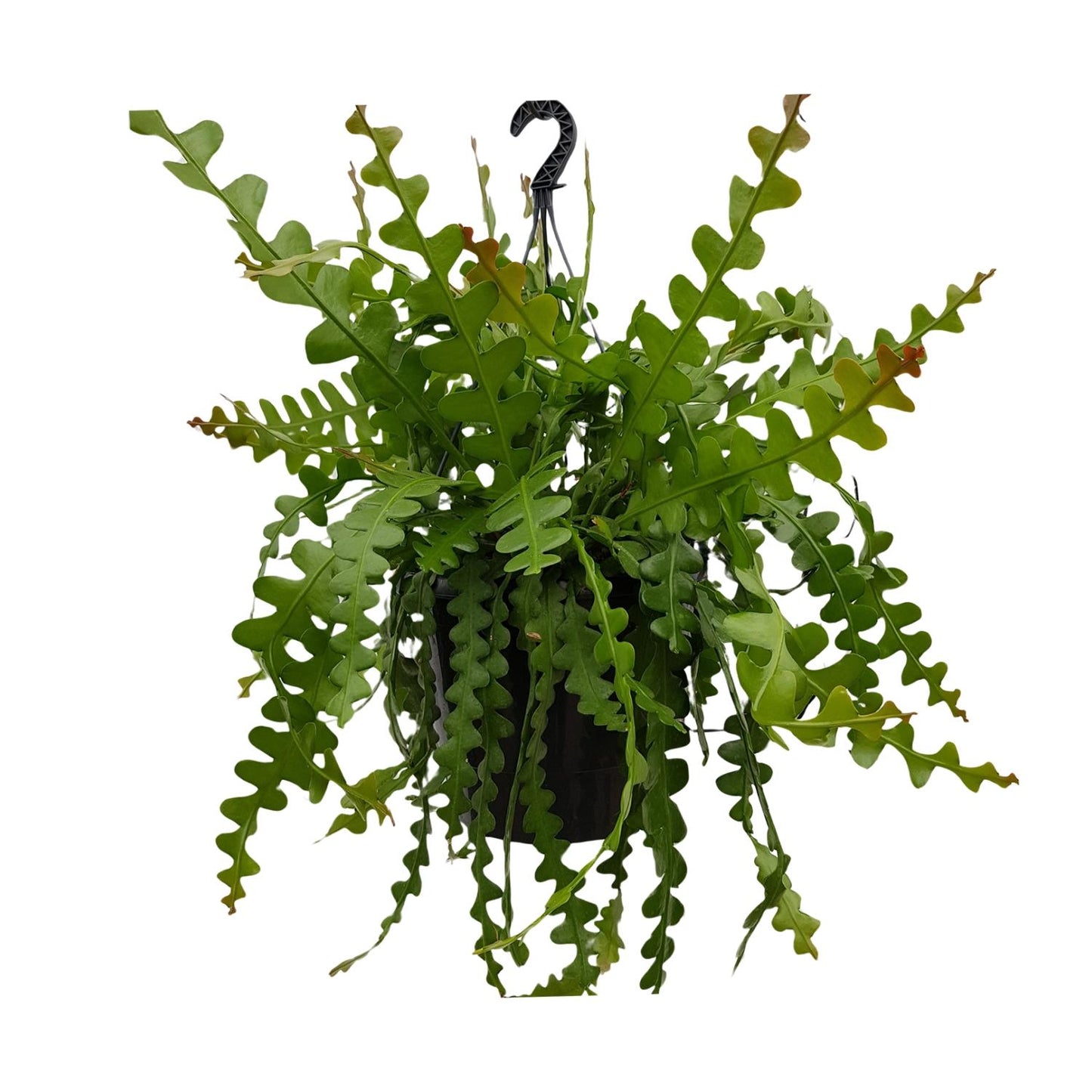 Epiphyllum Anguliger – Fischgrätenkaktus Ø25cm, 60cm hoch