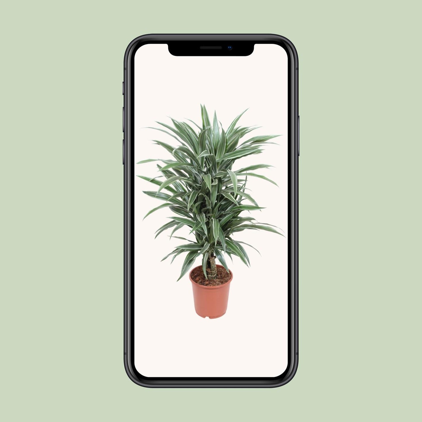 Dracaena Warneckei – Eleganter Drachenbaum Ø24cm, 100cm hoch