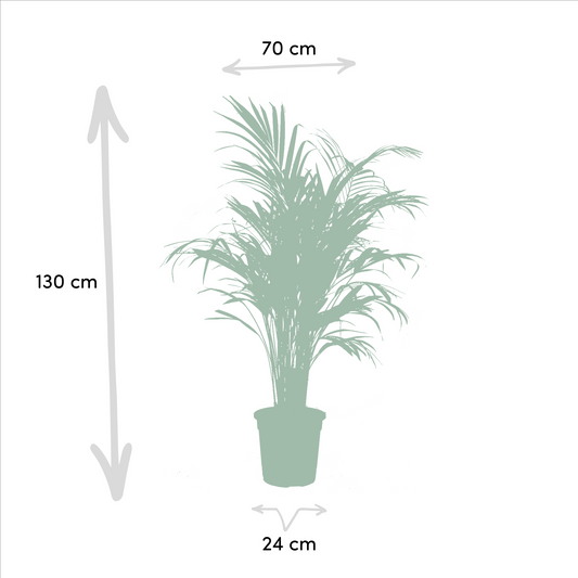 Set Areca Palme & Yucca Palmlilie – XXL Zimmerpflanzen