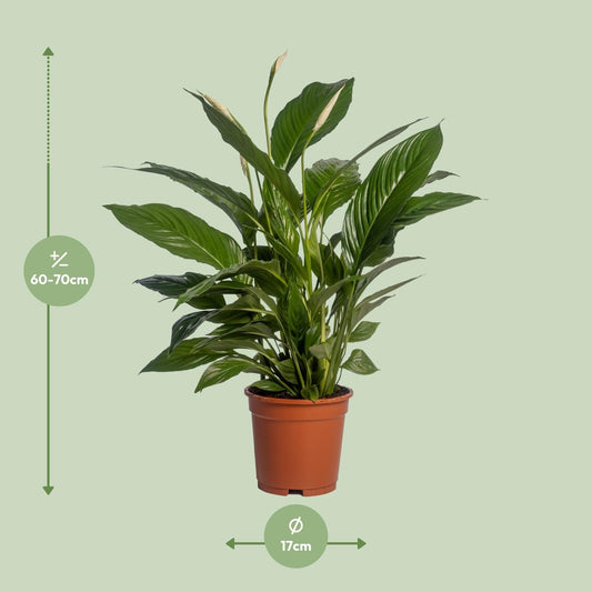 Spathiphyllum Vivaldi – Elegante Friedenslilie Ø17cm, 70cm hoch