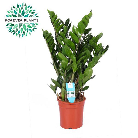 Zamioculcas Zamiifolia Ø21cm - Pflegeleichte ZZ Pflanze bis 95cm