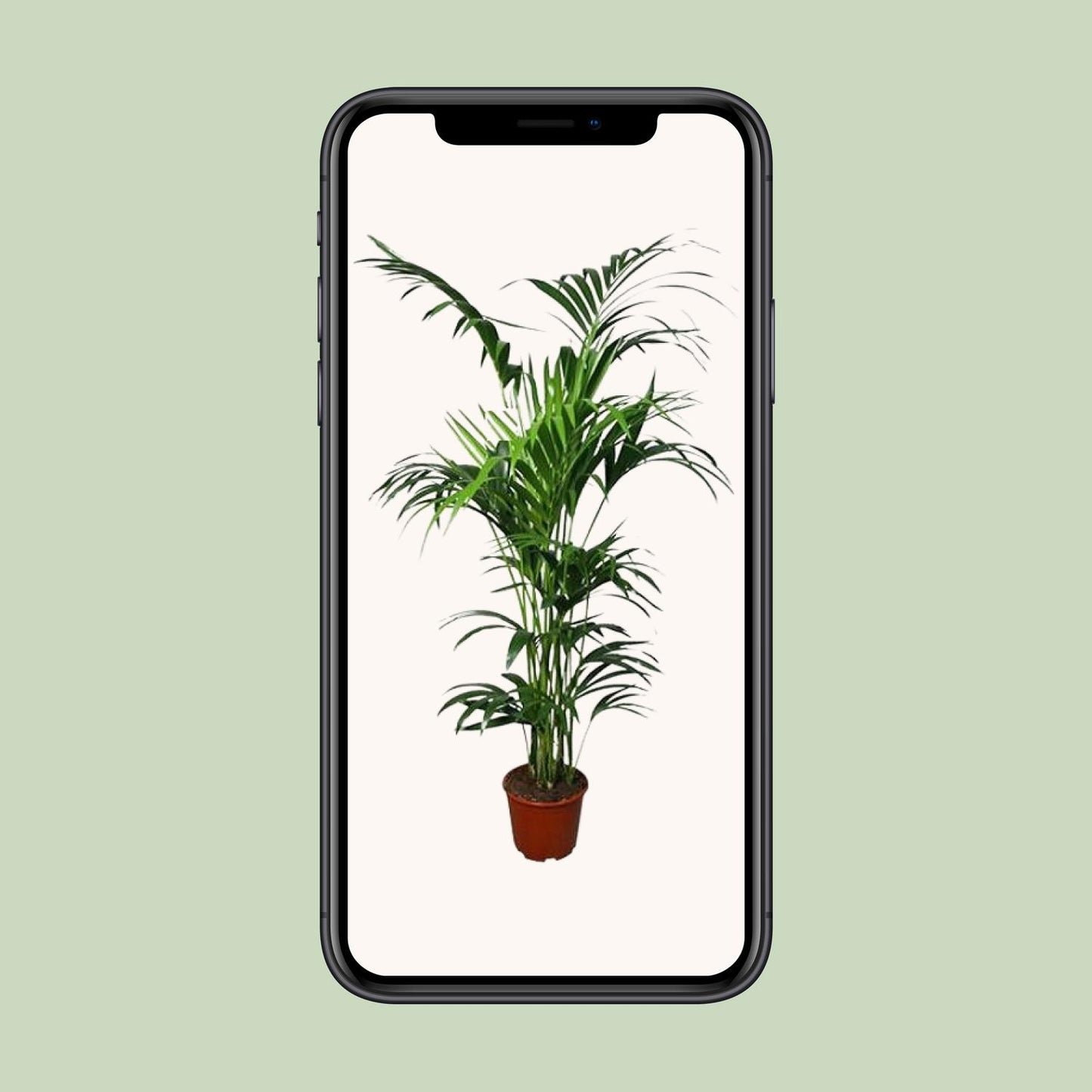 Howea Kentia-Palme Ø24cm – 180cm hoch, pflegeleicht & elegant
