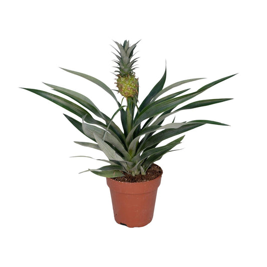 Bromelia Ananas - Tropische Zimmerpflanze Ø12cm, 30cm hoch