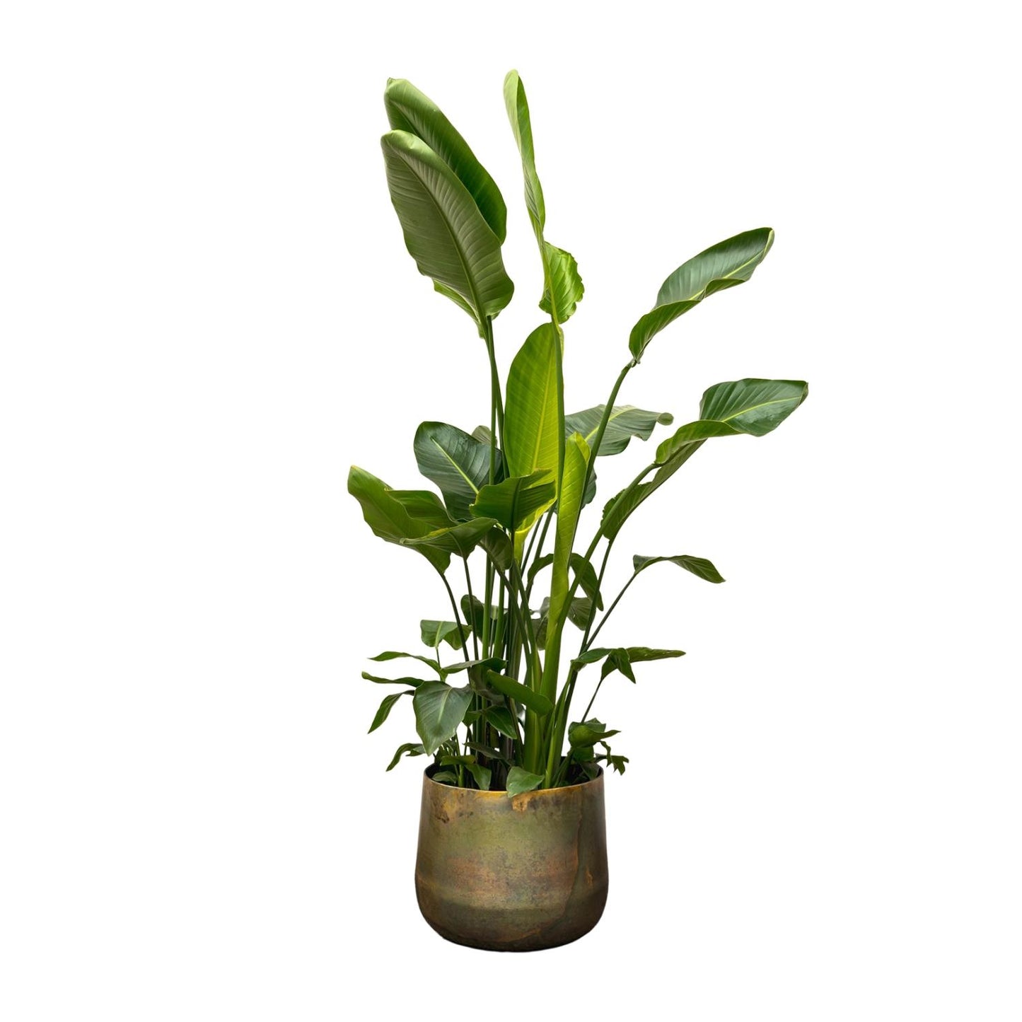 Strelitzia Nicolai de luxe XXL – Weiße Paradiesvogelpalme 250cm