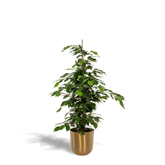 Ficus benjamina Danielle – Stilvolle Trauerfeige Ø21cm