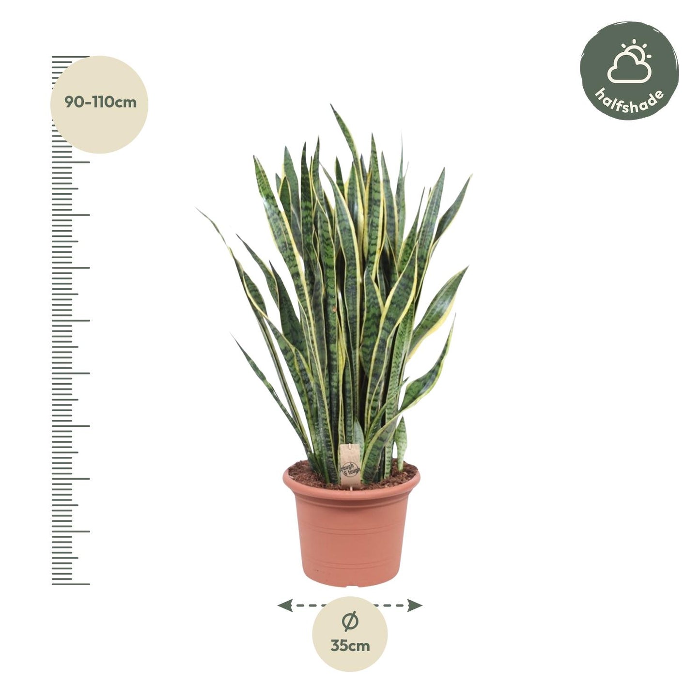 Sansevieria Laurentii – Pflegeleichte Schlangenpflanze 100 cm