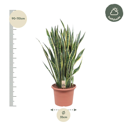 Sansevieria Laurentii – Pflegeleichte Schlangenpflanze 100 cm