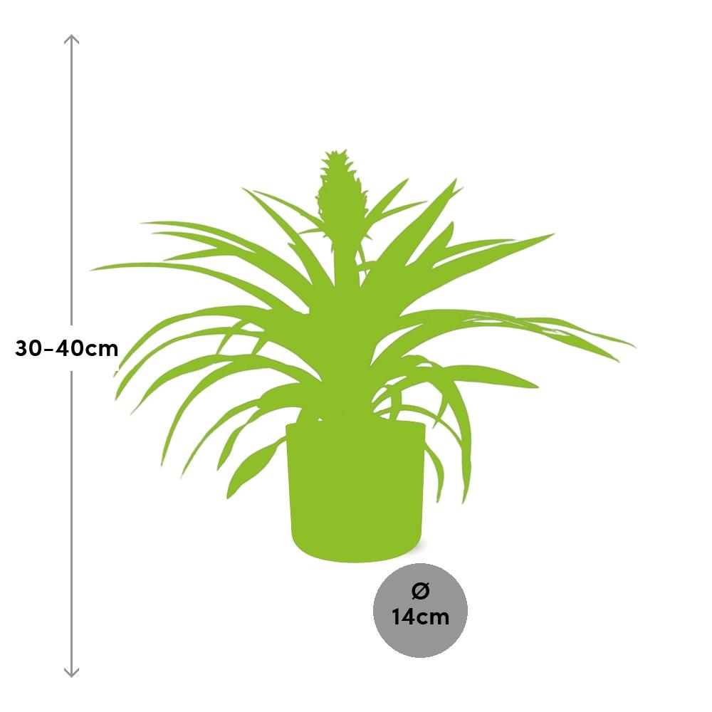 Ananas-Pflanze im 12 cm Topf – Tropische Zimmerpflanze