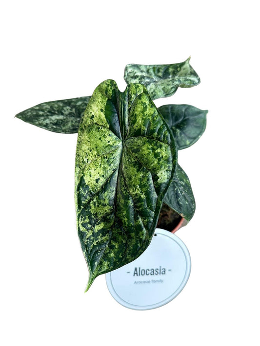 Alocasia Dragon Scale Variegata – Exotische Zimmerpflanze Ø12cm
