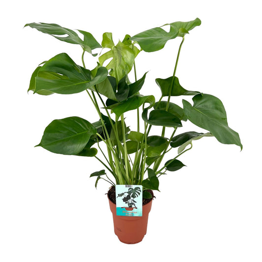 Monstera Deliciosa – Pflegeleichte XL Zimmerpflanze Ø19cm